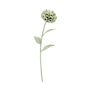 Fleur Dalium - Amande Fraîche